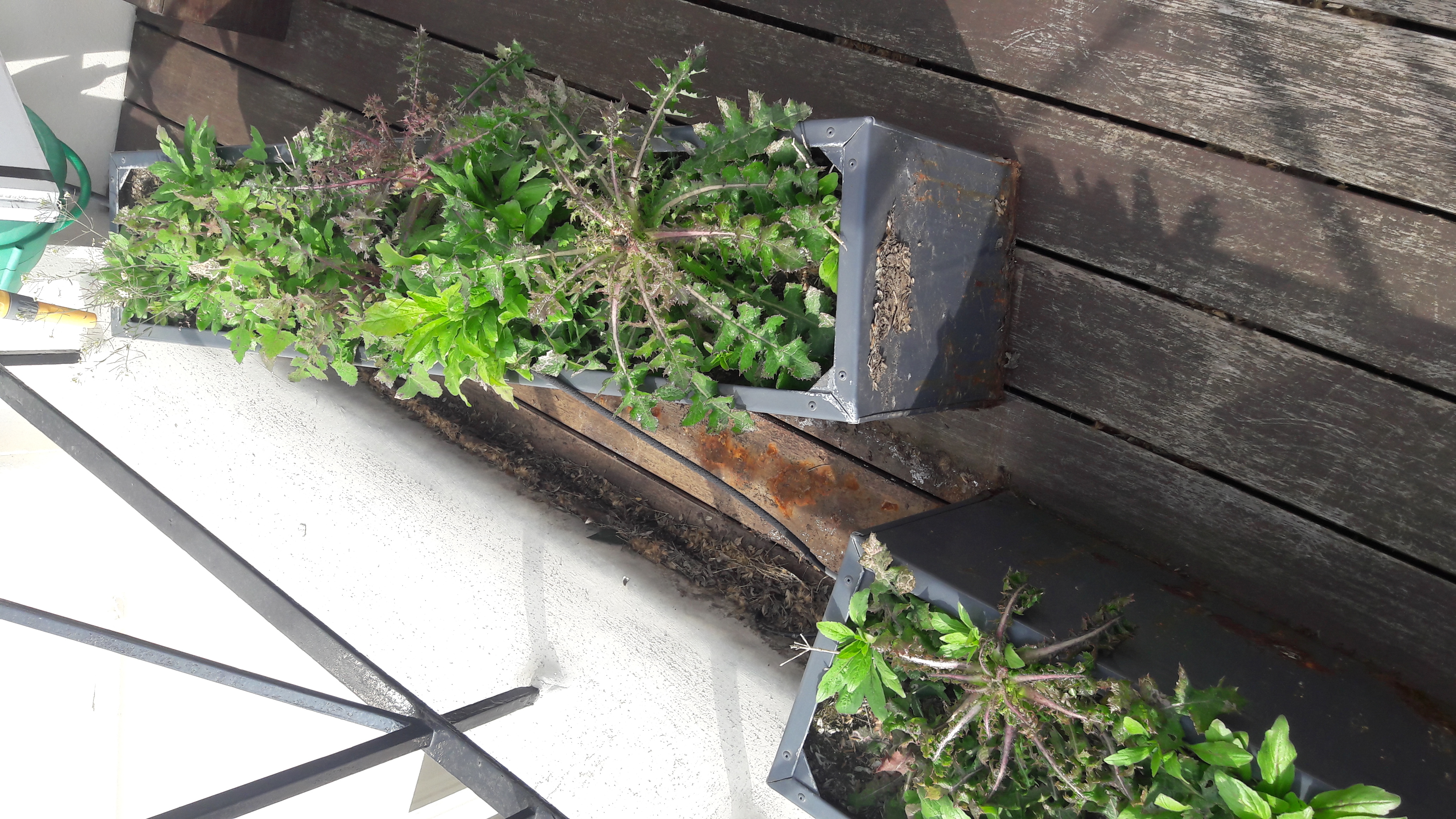 Wood Floor floor after sanding work in SW7
